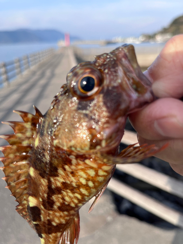 ガシラの釣果