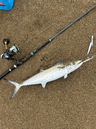 サゴシの釣果