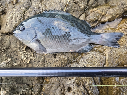 グレの釣果