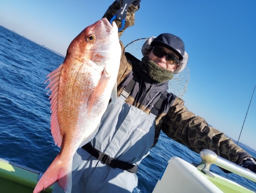 マダイの釣果