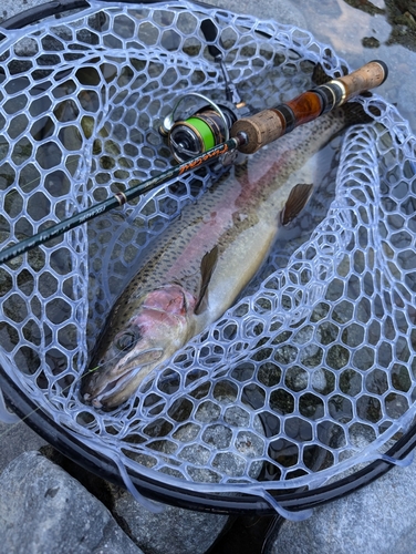 トラウトの釣果