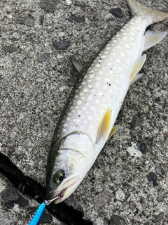 アメマスの釣果