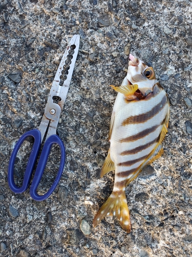 タカノハダイの釣果