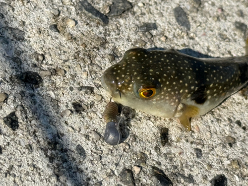 釣果