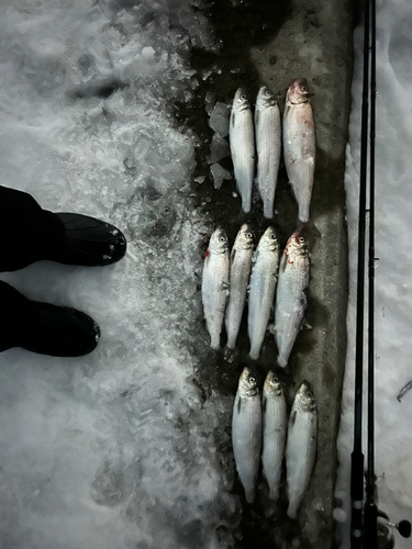 ニシンの釣果