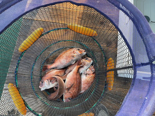 マダイの釣果