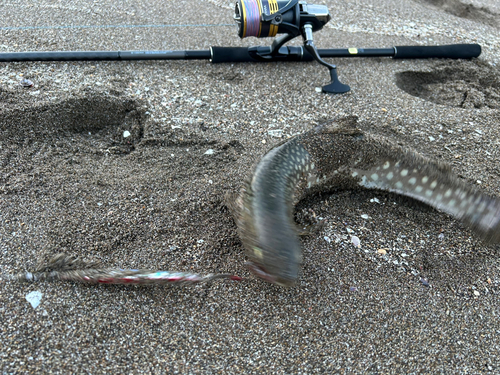 アメマスの釣果