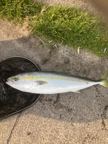 ヤズの釣果