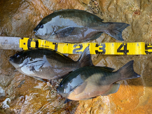 クチブトグレの釣果