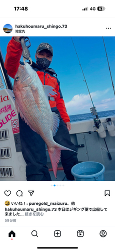 マダイの釣果