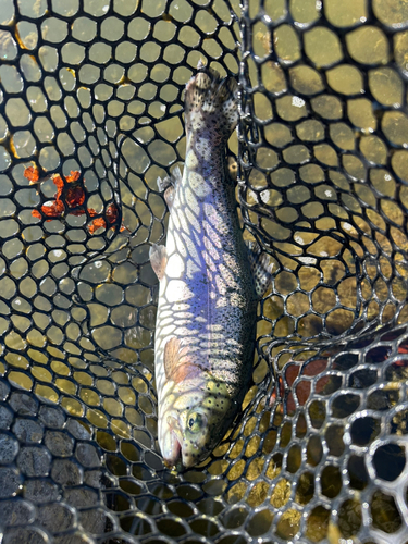 ニジマスの釣果