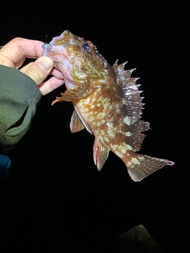 カサゴの釣果