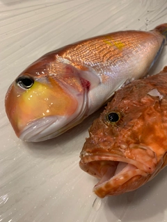 アマダイの釣果