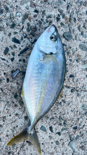 シマアジの釣果