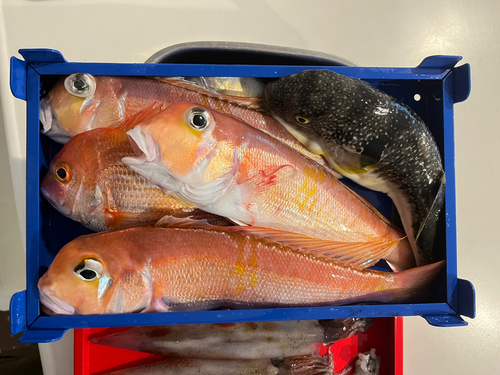 アマダイの釣果