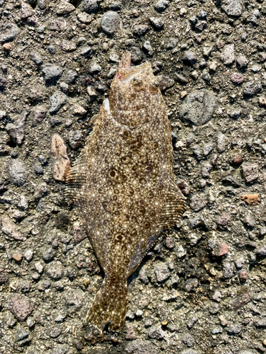 ヒラメの釣果