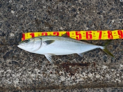 ブリの釣果