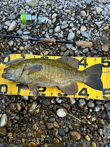 スモールマウスバスの釣果