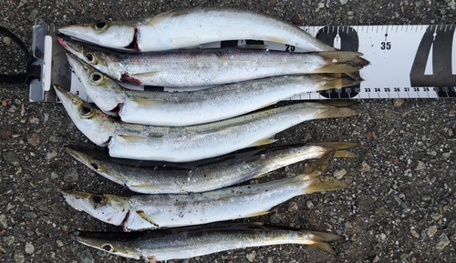 カマスの釣果