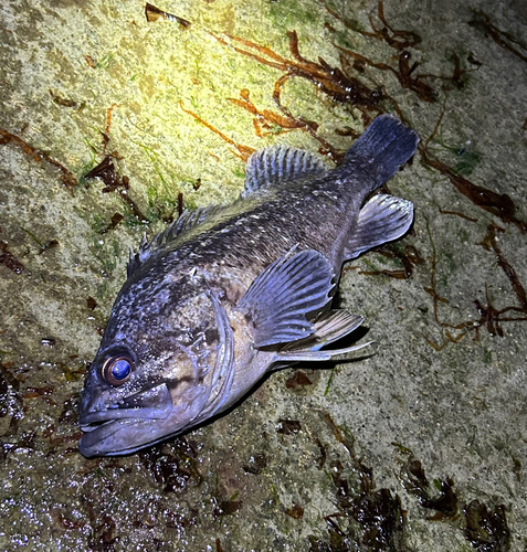 クロソイの釣果