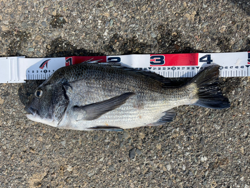 チヌの釣果