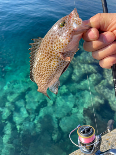 オオモンハタの釣果