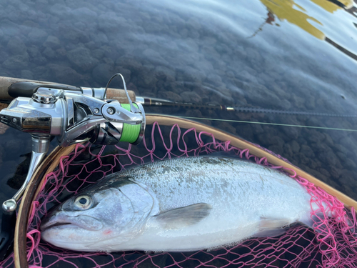 ニジマスの釣果