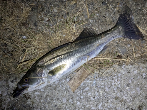 フッコ（マルスズキ）の釣果