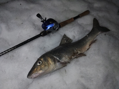 ニゴイの釣果