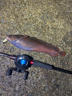 ドンコの釣果