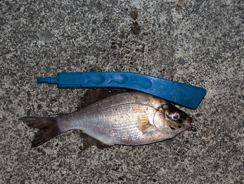 ウミタナゴの釣果