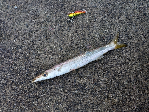 ハナダイの釣果