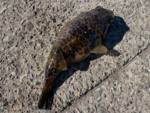 フグの釣果