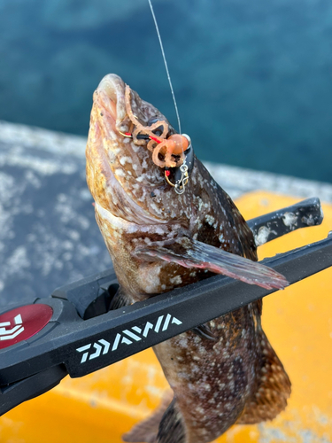 アイナメの釣果