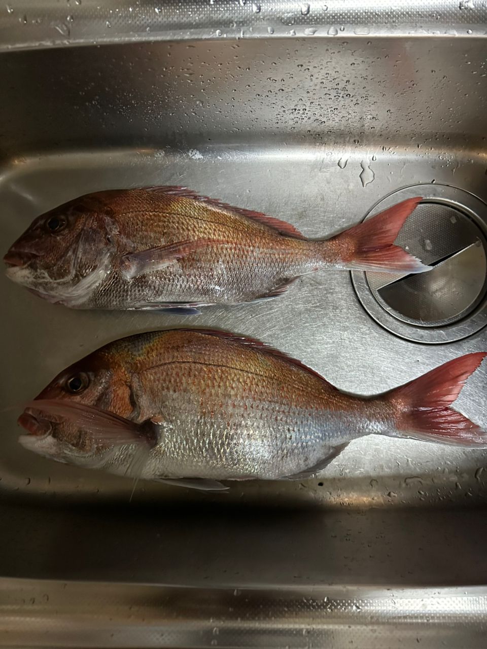 ホクロさんの釣果 1枚目の画像