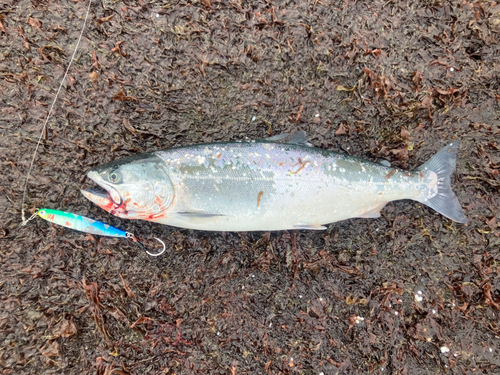 サクラマスの釣果