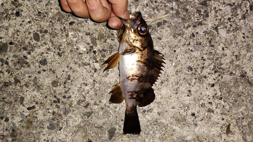 メバルの釣果