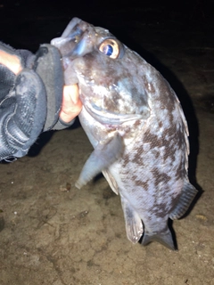 クロソイの釣果