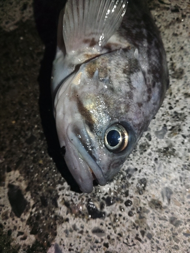 クロソイの釣果