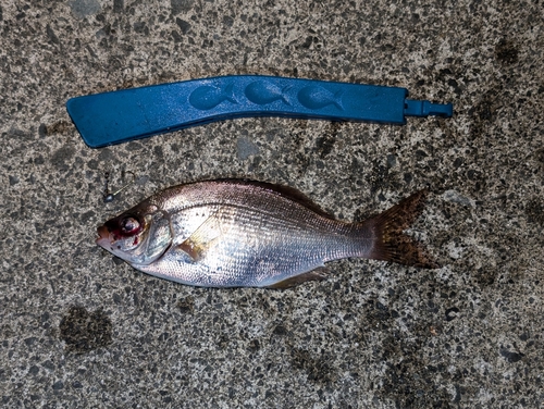 ウミタナゴの釣果