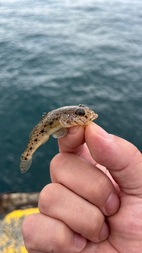 サビハゼの釣果