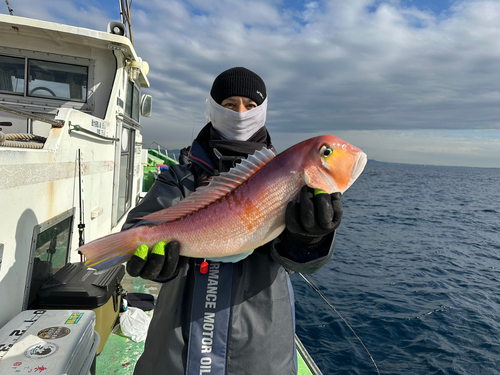 アマダイの釣果