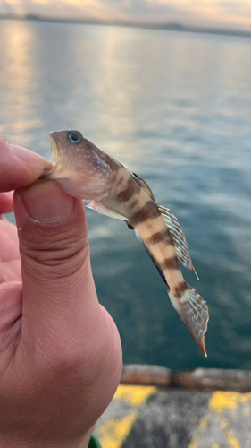 イトヒキハゼの釣果