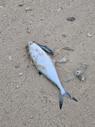 イケカツオの釣果