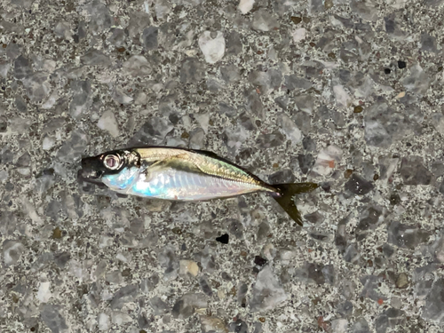 マアジの釣果