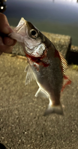 セイゴ（ヒラスズキ）の釣果