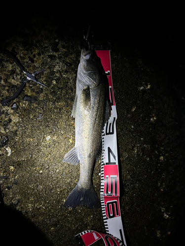 シーバスの釣果