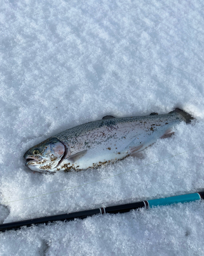 スチールヘッドの釣果