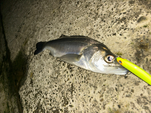 セイゴ（マルスズキ）の釣果