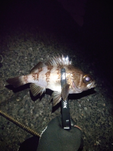 メバルの釣果